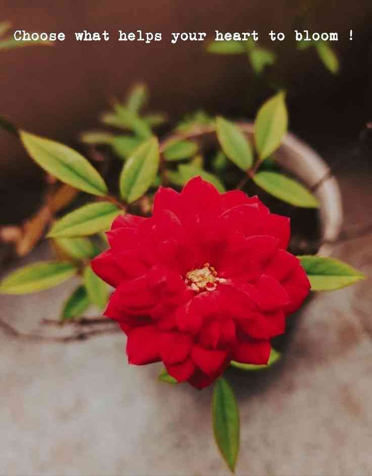 flower captions instagram