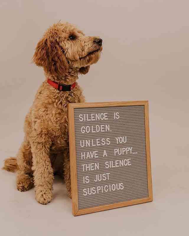 goldendoodle quotes