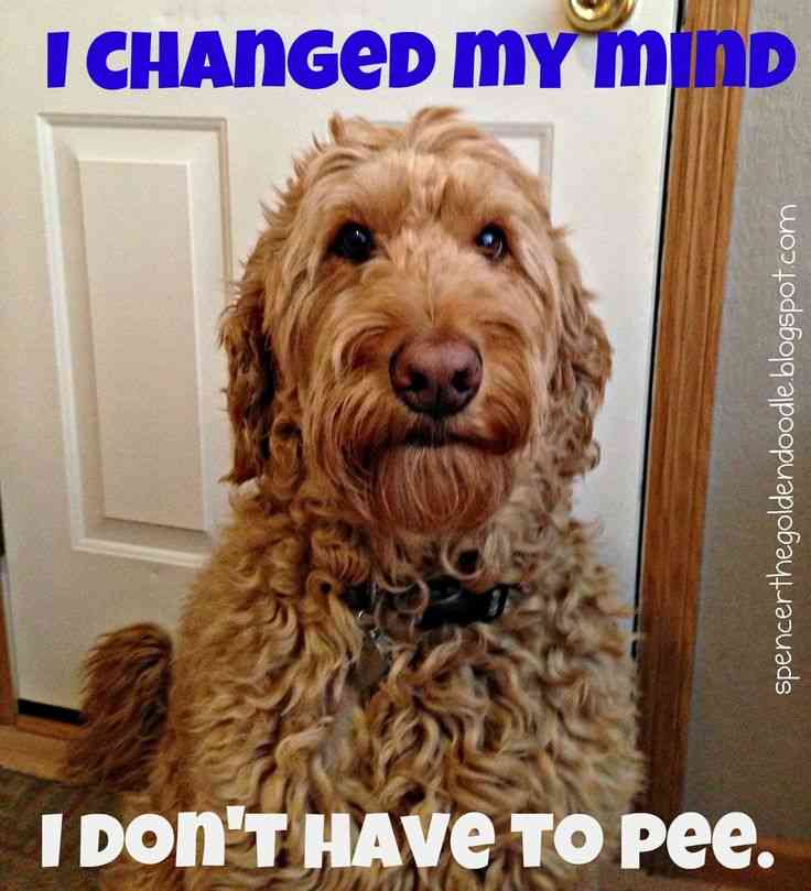 goldendoodle quotes