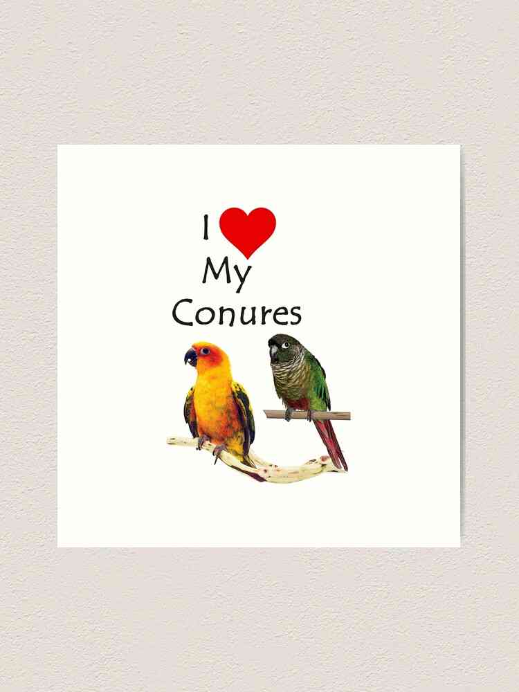 love birds quotes
