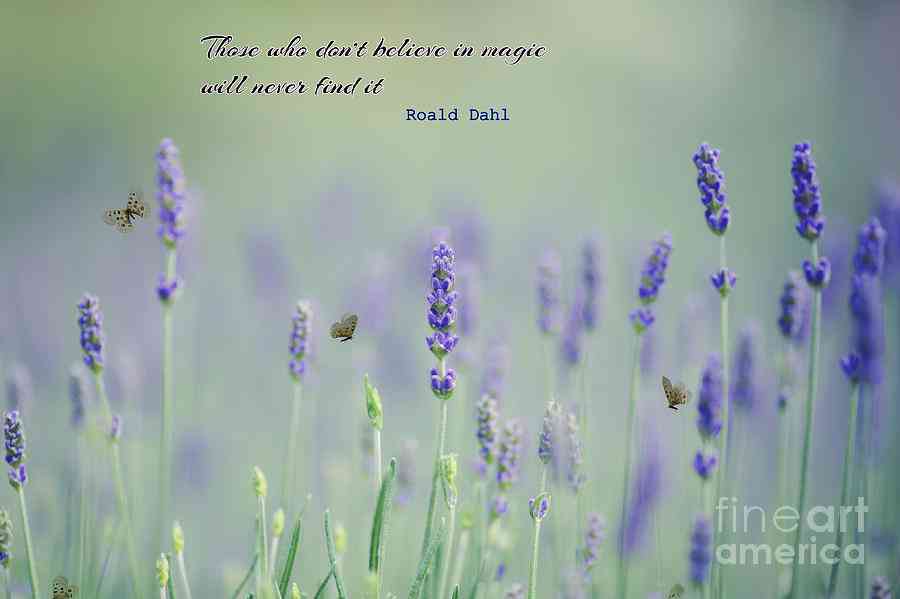 quotes about lavender