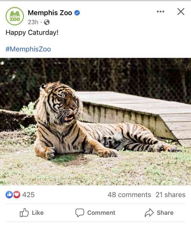 zoo instagram captions